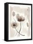 Sepia Florals II-Pamela Munger-Framed Stretched Canvas
