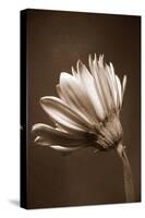 Sepia Flower II-Gail Peck-Stretched Canvas