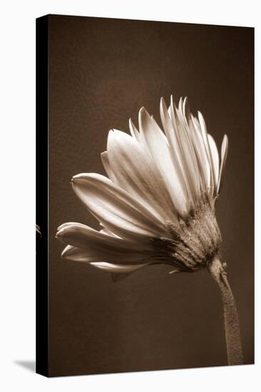 Sepia Flower II-Gail Peck-Stretched Canvas