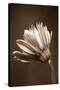 Sepia Flower II-Gail Peck-Stretched Canvas