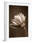 Sepia Flower II-Gail Peck-Framed Photographic Print