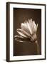 Sepia Flower II-Gail Peck-Framed Photographic Print