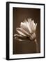 Sepia Flower II-Gail Peck-Framed Photographic Print