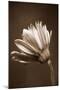 Sepia Flower II-Gail Peck-Mounted Photographic Print