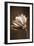 Sepia Flower II-Gail Peck-Framed Photographic Print