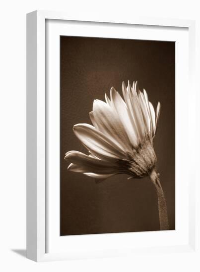 Sepia Flower II-Gail Peck-Framed Photographic Print