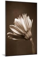 Sepia Flower II-Gail Peck-Mounted Photographic Print