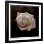 Sepia Flower on Brown-Tom Quartermaine-Framed Giclee Print