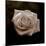 Sepia Flower on Brown-Tom Quartermaine-Mounted Giclee Print