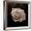 Sepia Flower on Brown-Tom Quartermaine-Framed Giclee Print