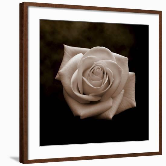 Sepia Flower on Brown-Tom Quartermaine-Framed Giclee Print