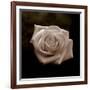 Sepia Flower on Brown-Tom Quartermaine-Framed Giclee Print