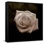 Sepia Flower on Brown-Tom Quartermaine-Framed Stretched Canvas