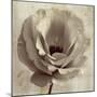 Sepia Flower on Sepia 02-Tom Quartermaine-Mounted Giclee Print
