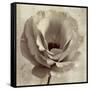 Sepia Flower on Sepia 02-Tom Quartermaine-Framed Stretched Canvas