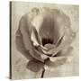 Sepia Flower on Sepia 02-Tom Quartermaine-Stretched Canvas