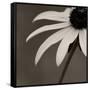 Sepia Flower on Sepia-Tom Quartermaine-Framed Stretched Canvas