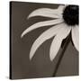 Sepia Flower on Sepia-Tom Quartermaine-Stretched Canvas