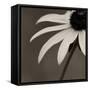 Sepia Flower on Sepia-Tom Quartermaine-Framed Stretched Canvas