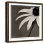 Sepia Flower on Sepia-Tom Quartermaine-Framed Giclee Print