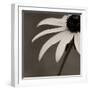 Sepia Flower on Sepia-Tom Quartermaine-Framed Giclee Print