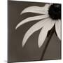 Sepia Flower on Sepia-Tom Quartermaine-Mounted Giclee Print