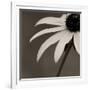 Sepia Flower on Sepia-Tom Quartermaine-Framed Giclee Print