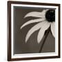 Sepia Flower on Sepia-Tom Quartermaine-Framed Giclee Print