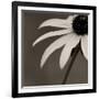 Sepia Flower on Sepia-Tom Quartermaine-Framed Giclee Print