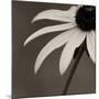 Sepia Flower on Sepia-Tom Quartermaine-Mounted Giclee Print