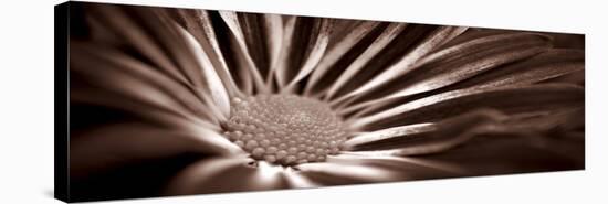 Sepia Flower Panoramic 01-Tom Quartermaine-Stretched Canvas