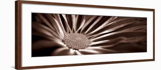 Sepia Flower Panoramic 01-Tom Quartermaine-Framed Giclee Print