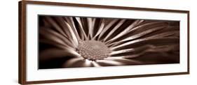 Sepia Flower Panoramic 01-Tom Quartermaine-Framed Giclee Print