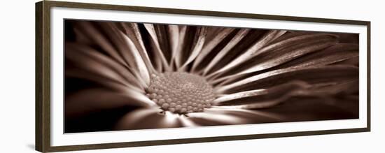 Sepia Flower Panoramic 01-Tom Quartermaine-Framed Giclee Print