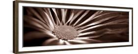 Sepia Flower Panoramic 01-Tom Quartermaine-Framed Giclee Print