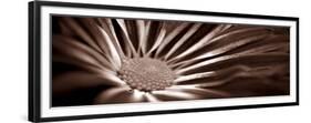 Sepia Flower Panoramic 01-Tom Quartermaine-Framed Giclee Print