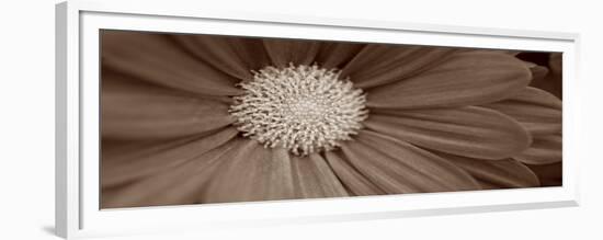 Sepia Flower Panoramic 02-Tom Quartermaine-Framed Giclee Print