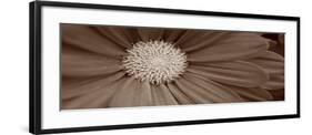 Sepia Flower Panoramic 02-Tom Quartermaine-Framed Giclee Print