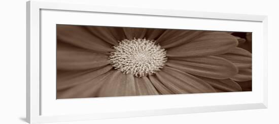 Sepia Flower Panoramic 02-Tom Quartermaine-Framed Giclee Print