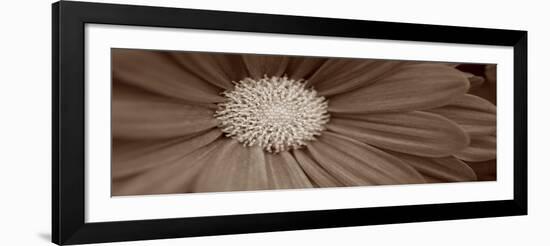 Sepia Flower Panoramic 02-Tom Quartermaine-Framed Giclee Print