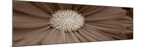 Sepia Flower Panoramic 02-Tom Quartermaine-Mounted Giclee Print