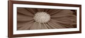 Sepia Flower Panoramic 02-Tom Quartermaine-Framed Giclee Print