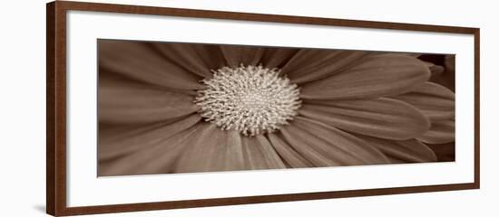 Sepia Flower Panoramic 02-Tom Quartermaine-Framed Giclee Print