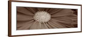 Sepia Flower Panoramic 02-Tom Quartermaine-Framed Giclee Print