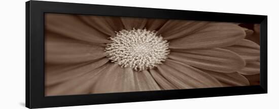 Sepia Flower Panoramic 02-Tom Quartermaine-Framed Giclee Print