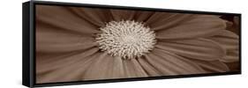 Sepia Flower Panoramic 02-Tom Quartermaine-Framed Stretched Canvas