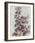 Sepia Flower Study II-null-Framed Art Print