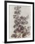 Sepia Flower Study II-null-Framed Art Print