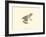 Sepia Frog II-J. H. Richard-Framed Art Print