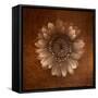 Sepia Gerbera Daisy-Robert Cattan-Framed Stretched Canvas